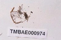 藏品(擬隱蒴殘齒苔)的圖片